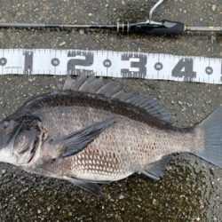 クロダイ釣るなら雨が良い。