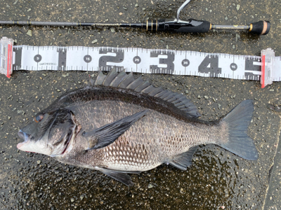 クロダイ釣るなら雨が良い。