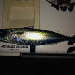 小サバダバダバ♪