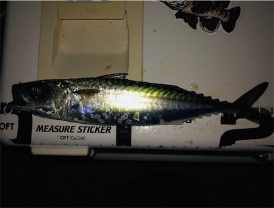 小サバダバダバ♪