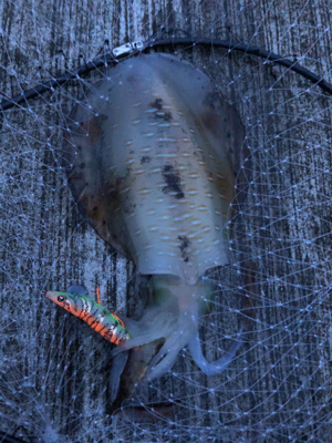 今年初　エギング