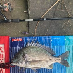 今日はチヌの日♪