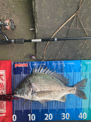 今日はチヌの日♪