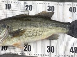 激濁りのフィールド