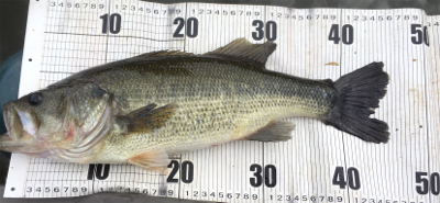 激濁りのフィールド