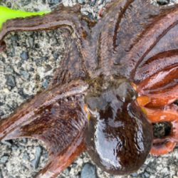 タコパできる^ ^♫