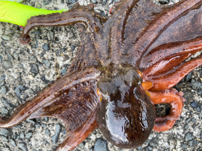 タコパできる^ ^♫