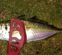 アジング1855〜1935 2100〜2145