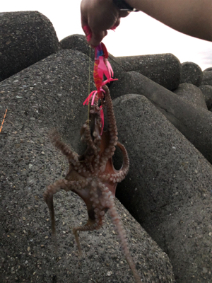 タコ調査7。水潮でもなんとかね！