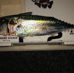 30センチupゲット