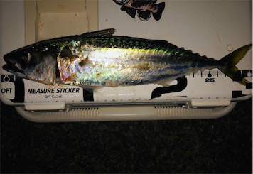 30センチupゲット