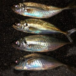 アジング楽しい