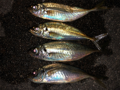 アジング楽しい