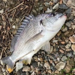 念願の魚釣り