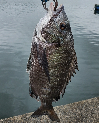 久しぶりの投稿です