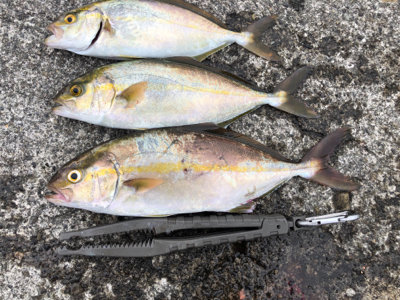 ショアジギとアジング