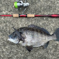 チニング 毎回爆釣 梅雨最高