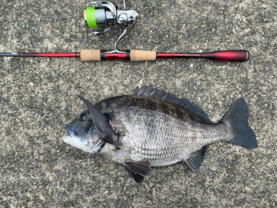 チニング  毎回爆釣　梅雨最高