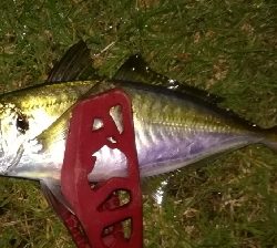 アジング1845〜1930 2105〜2145