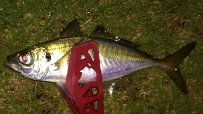 アジング1845〜1930 2105〜21…