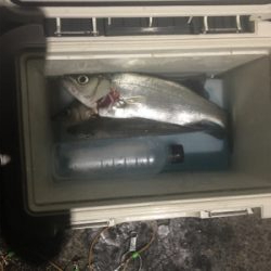 梅雨の晴れ間のストレス発散泳がせ!