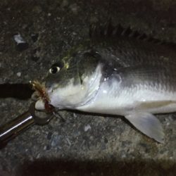 多々良川でまたチニング