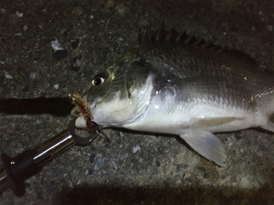 多々良川でまたチニング