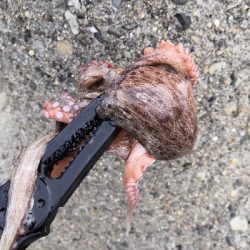 雨の降らないオクトパッシング