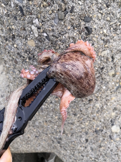 雨の降らないオクトパッシング