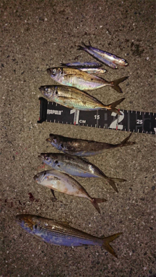 仕事かえりにアジ狙い