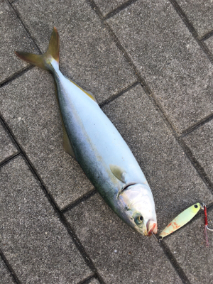 ツバス31センチ