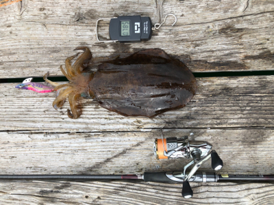 今年初の良型アオリ、初ケンサキ、良型ガシラ