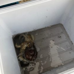 タコ調査8! 安定してます。