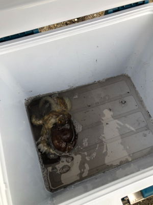 タコ調査8! 安定してます。