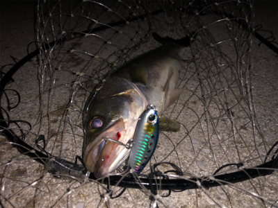 久しぶりの一匹