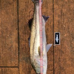 ナイトゲーム、反応はそこそこ