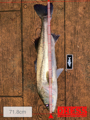 ナイトゲーム、反応はそこそこ