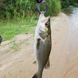 久々のいいサイズ