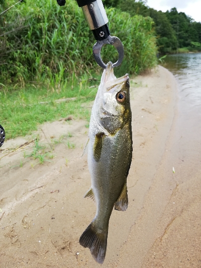 久々のいいサイズ