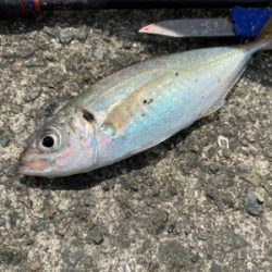 綺麗な銀ピカチヌ