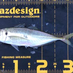 はとう渡船で沖筏