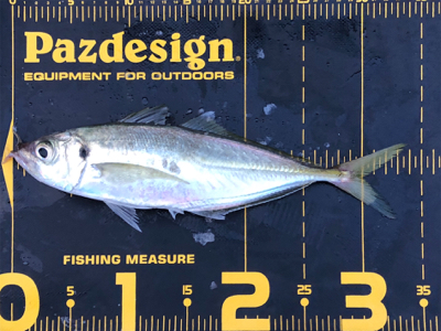 はとう渡船で沖筏