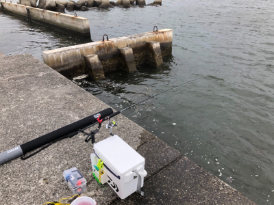 豆アジ時速40匹