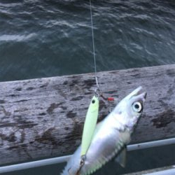 コスモはサバｧ