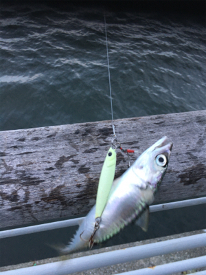 コスモはサバｧ