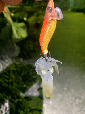 まさかのヒイカ？