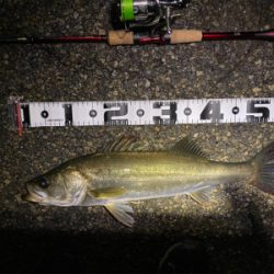 チニング からのシーバス