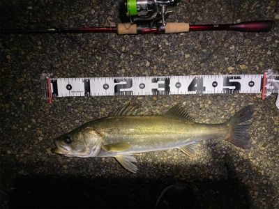 チニング からのシーバス