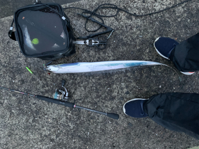 梅雨明けにタチウオ