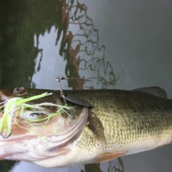 出るものらず。。。